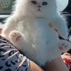 Kittens