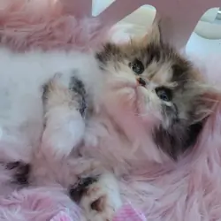 Persian kitten doll face