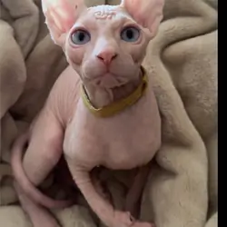 Sphynx cat