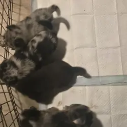 Blue Heeler Puppys
