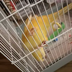 Jasmine quaker parrot