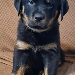 2 Rottweiler Female Puppies
