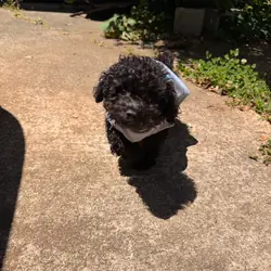 Toy Poodle Puppy – Ace – 6 Months Old