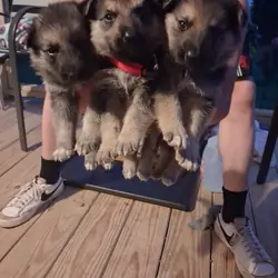 Male German Shepherd Puppy