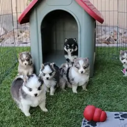Pomsky Puppies (Pomeranian Husky / Mini Husky)