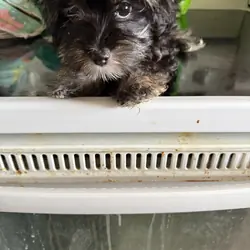 Male Yorkiepoo