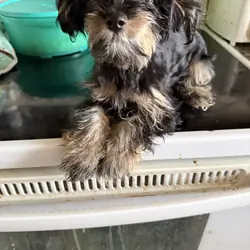 Female Yorkiepoo puppy