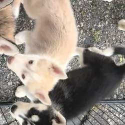 Husky puppies