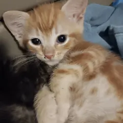 Kittens