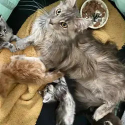 Gorgeous Maine Coon Kitens Looking for Loving Home