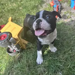 Perro de perro