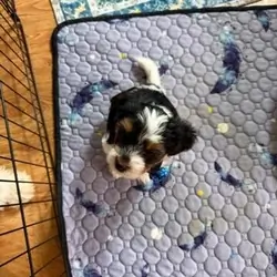 Tri Color Biewer Terriers wanting forever home