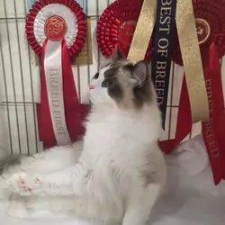 Beautiful Ragdoll Kittens –Loving, Gentle