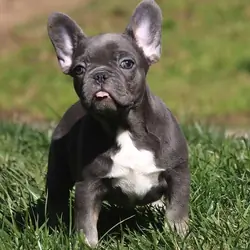 French bulldogs (pulpy)
