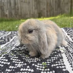 Fully Pedigreed Holland Lop Rabbit