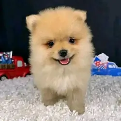 Available Pomeranian Puppies