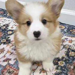 Beautiful Pembroke Welsh Corgi Puppies READY TO GO