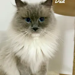 TICA RAGDOLL KITTENS