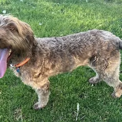 5 year old Male labradoodle