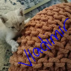 Lynx Point Siamese kittens