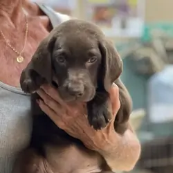 Chocolate Female Labrador Puppy