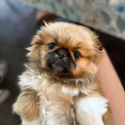 Pekingese Puppies Available!