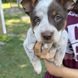 Chocolate and Tan Roan Australian Cattle Dog