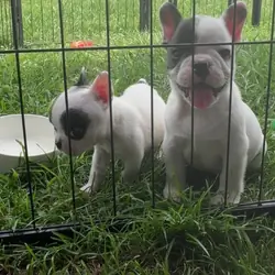 French Bulldogs