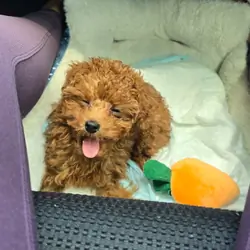 Toy Poodle