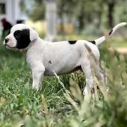 American Bulldog Puppies