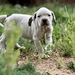 American Bulldog Puppies