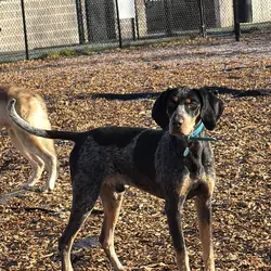 Bluetick Coonhound Male
