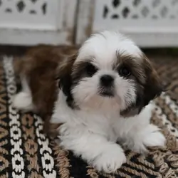 Akc registered Shih Tzu puppies  for adoption
