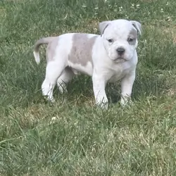 Rare Azure-Eyed White Grey Classic American Bully