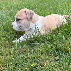 Charming Sapphire Fawn Classic Bully Boy