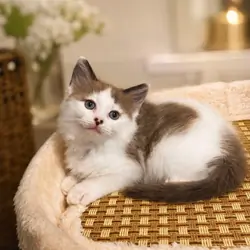 Ragdoll Kittens