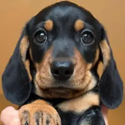 KC Reg Miniature Smooth Haired Dachshund Puppies