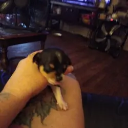 Chiweenie puppies