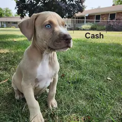 3 Pitbull Puppies left NEED HOME NOW!