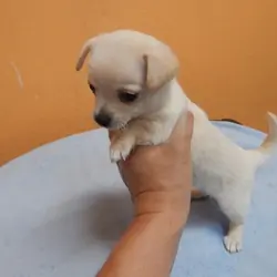 Male and Female Teacup Chihuahua Puppies