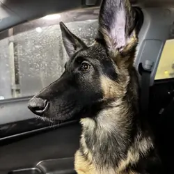 German Shepherd