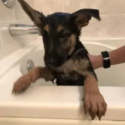Adorable Puppy Ready for Loving