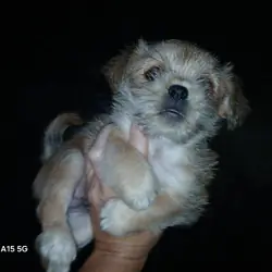 Puppy