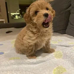 PawLux Puppies