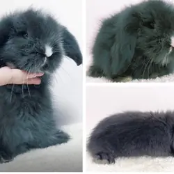 Teddywidder Lop rabbit baby