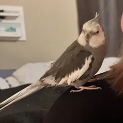 Grey and white cockatiel