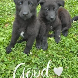 German Shepherd  Puppies