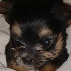 Yorkie puppy