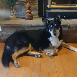 Shepherd mix young dog