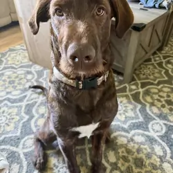 Teddy-Lab mix dog
